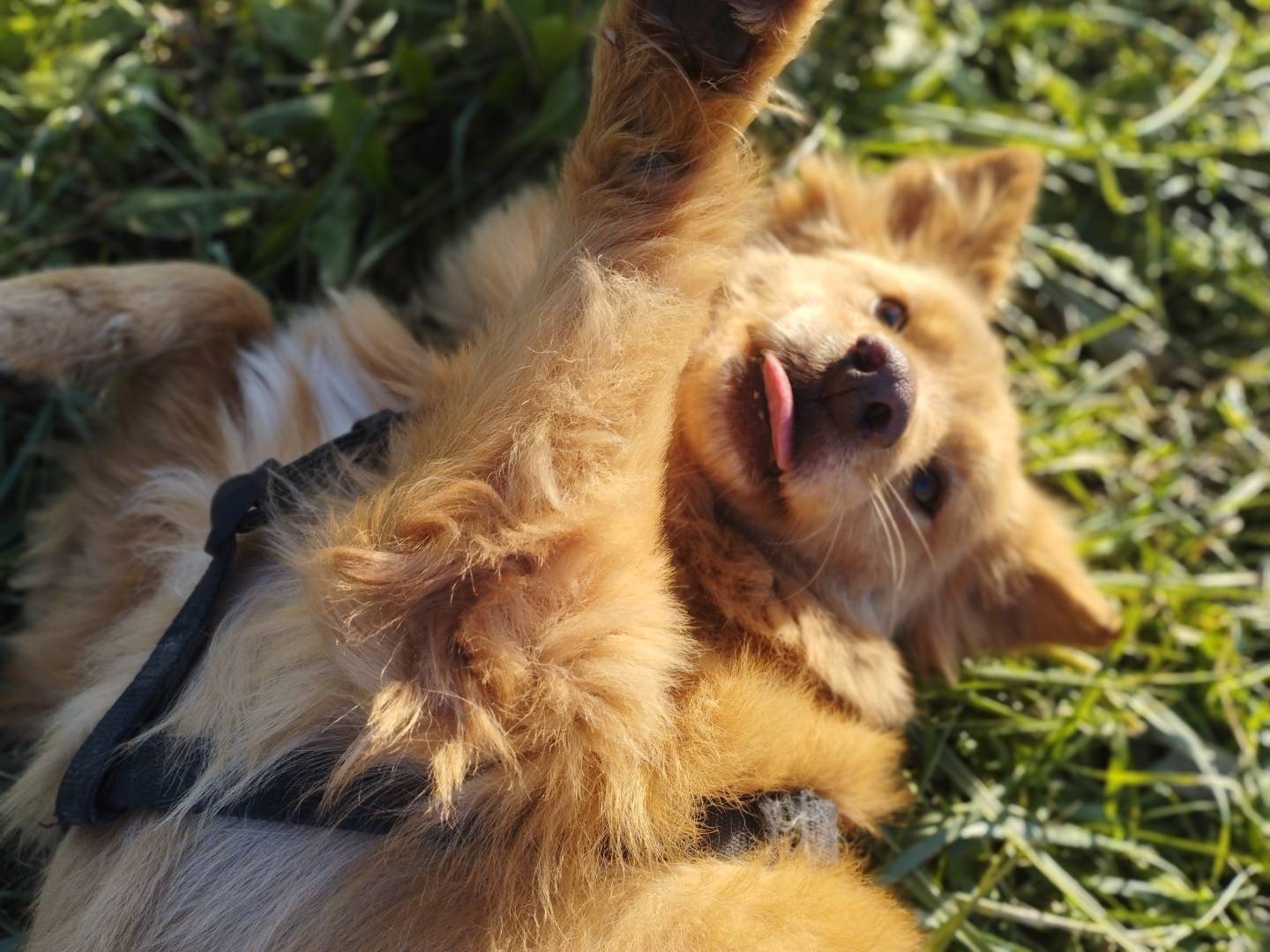 Adotta un cane, taglia media contenuta, maschio, Milano
