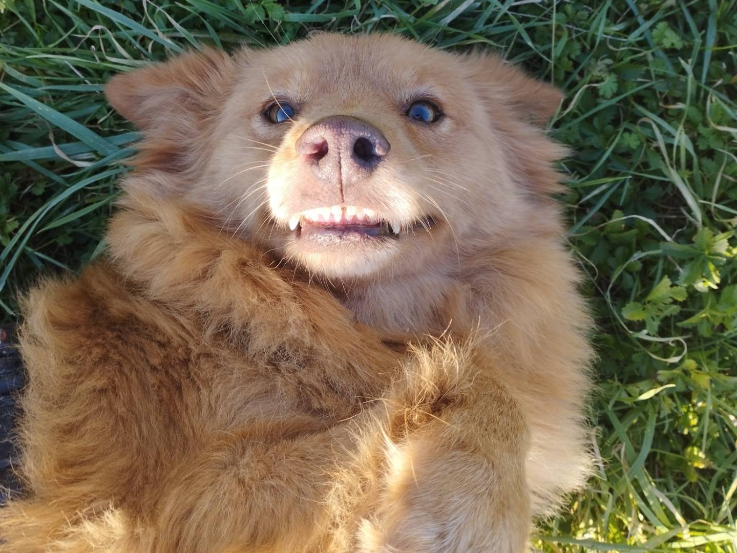 Vuoi adottare un cane a Milano?