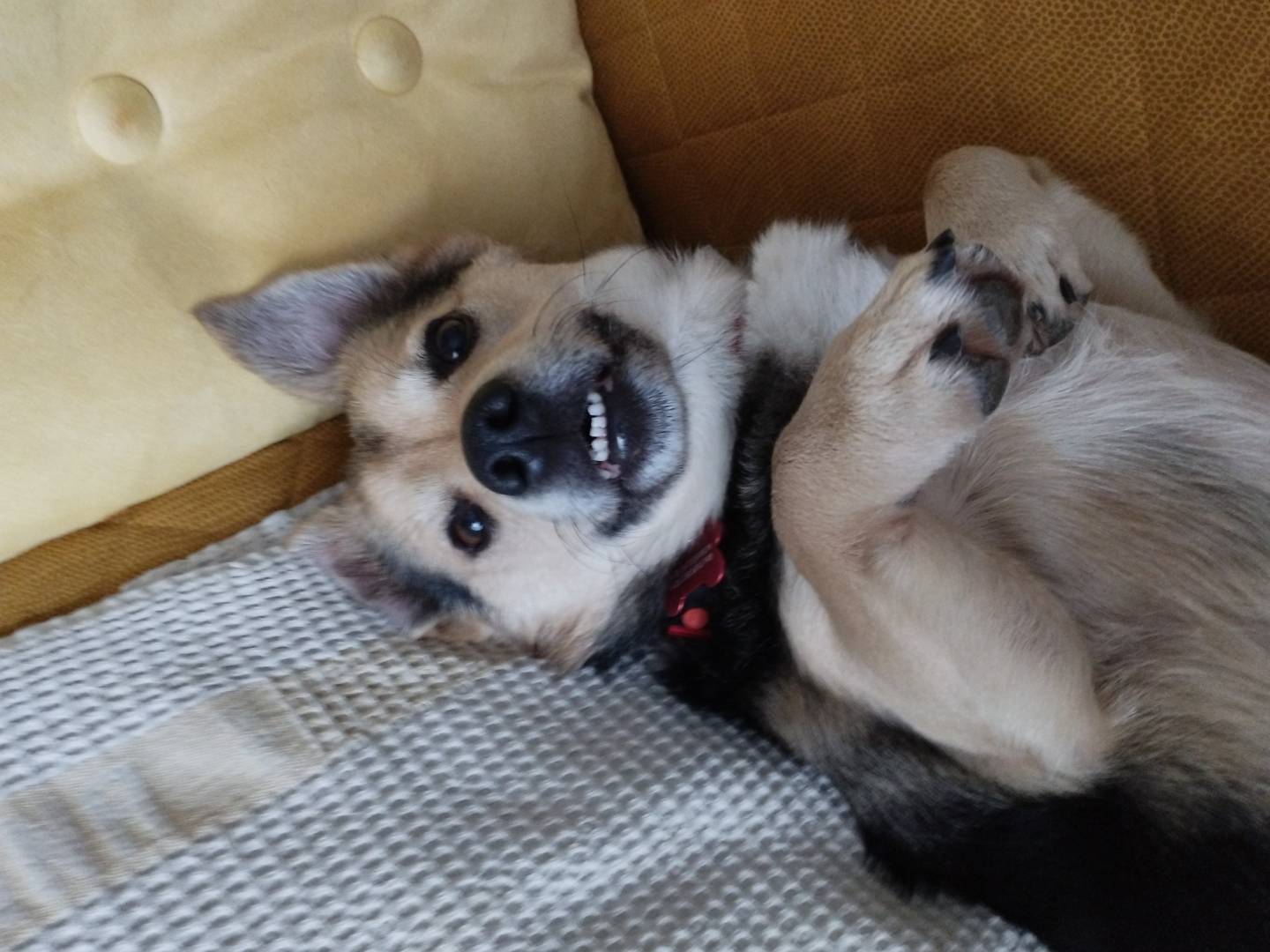 Adozione cane, maschio, Pembroke Welsh Corgi Razza sconosciuta, 5 anni e 2 mesi, taglia piccola, Milano