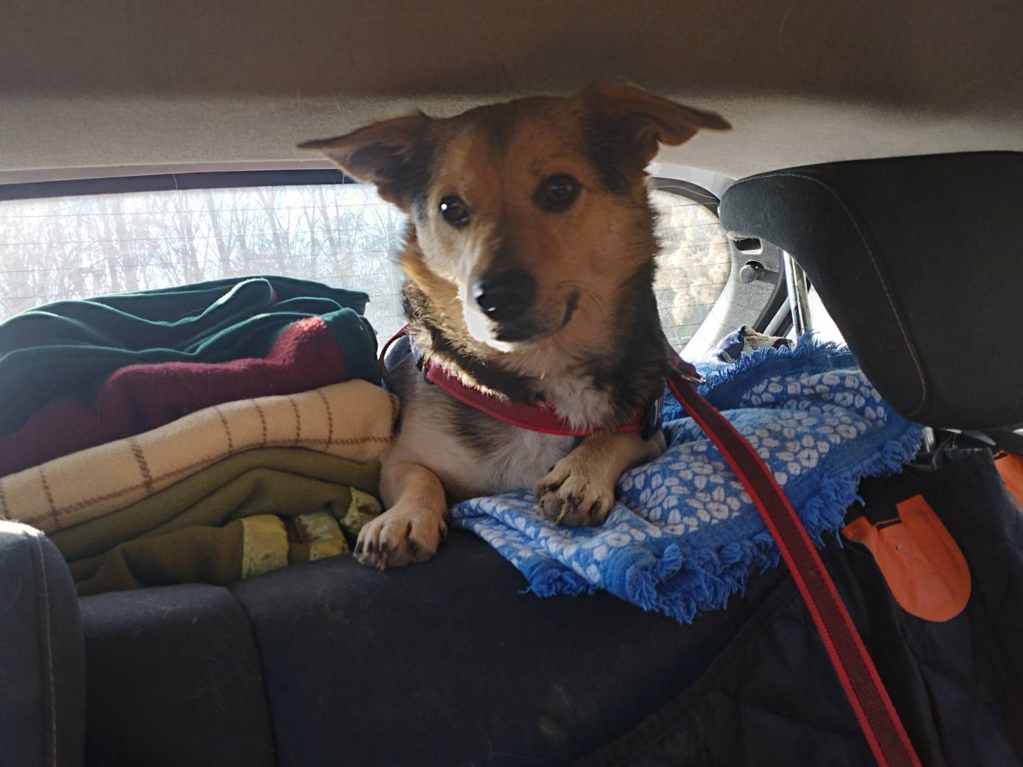 Adotta un cane, maschio, 5 anni e 2 mesi, Milano