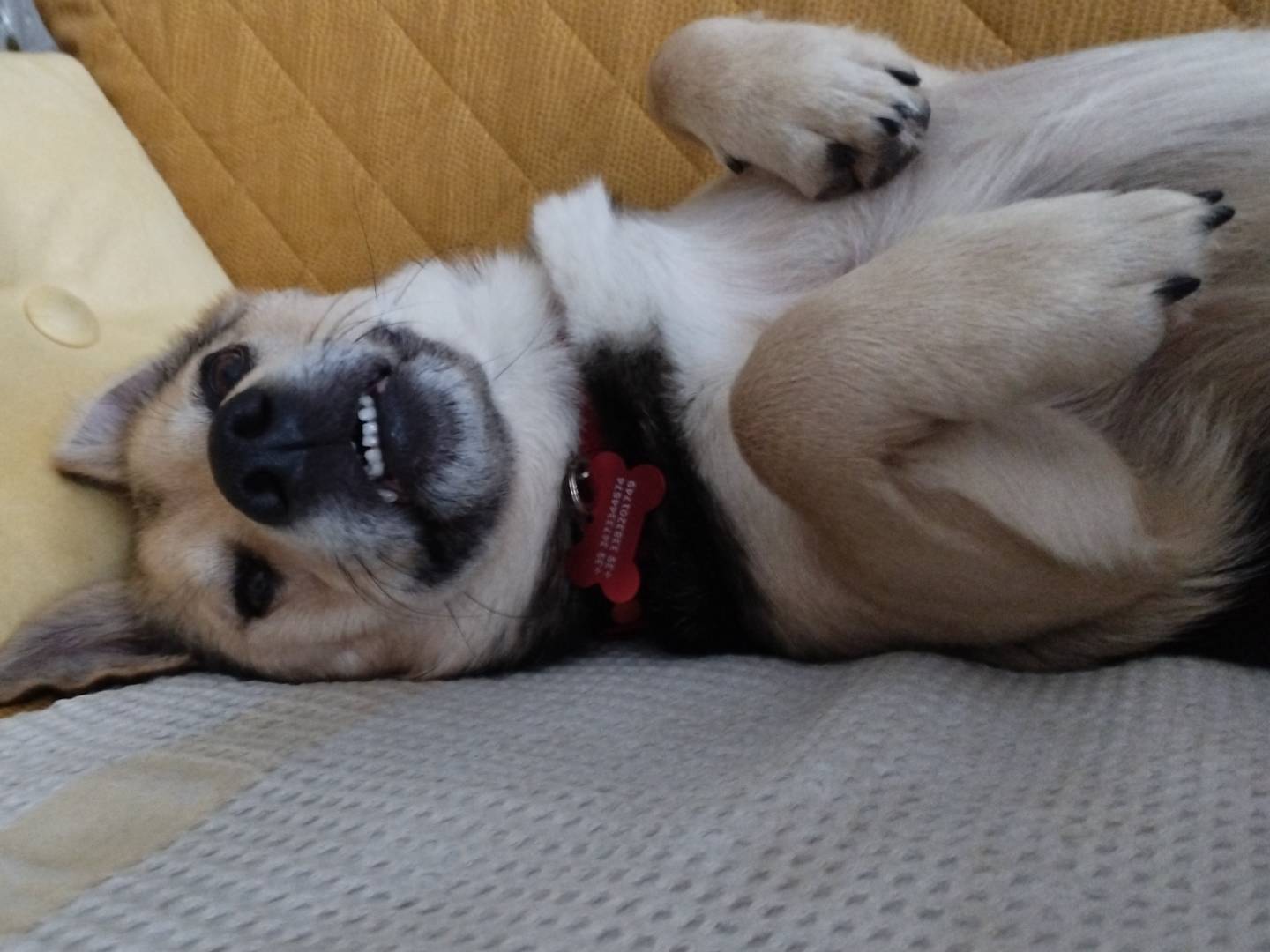 Adotta un cane, taglia piccola, maschio, Milano