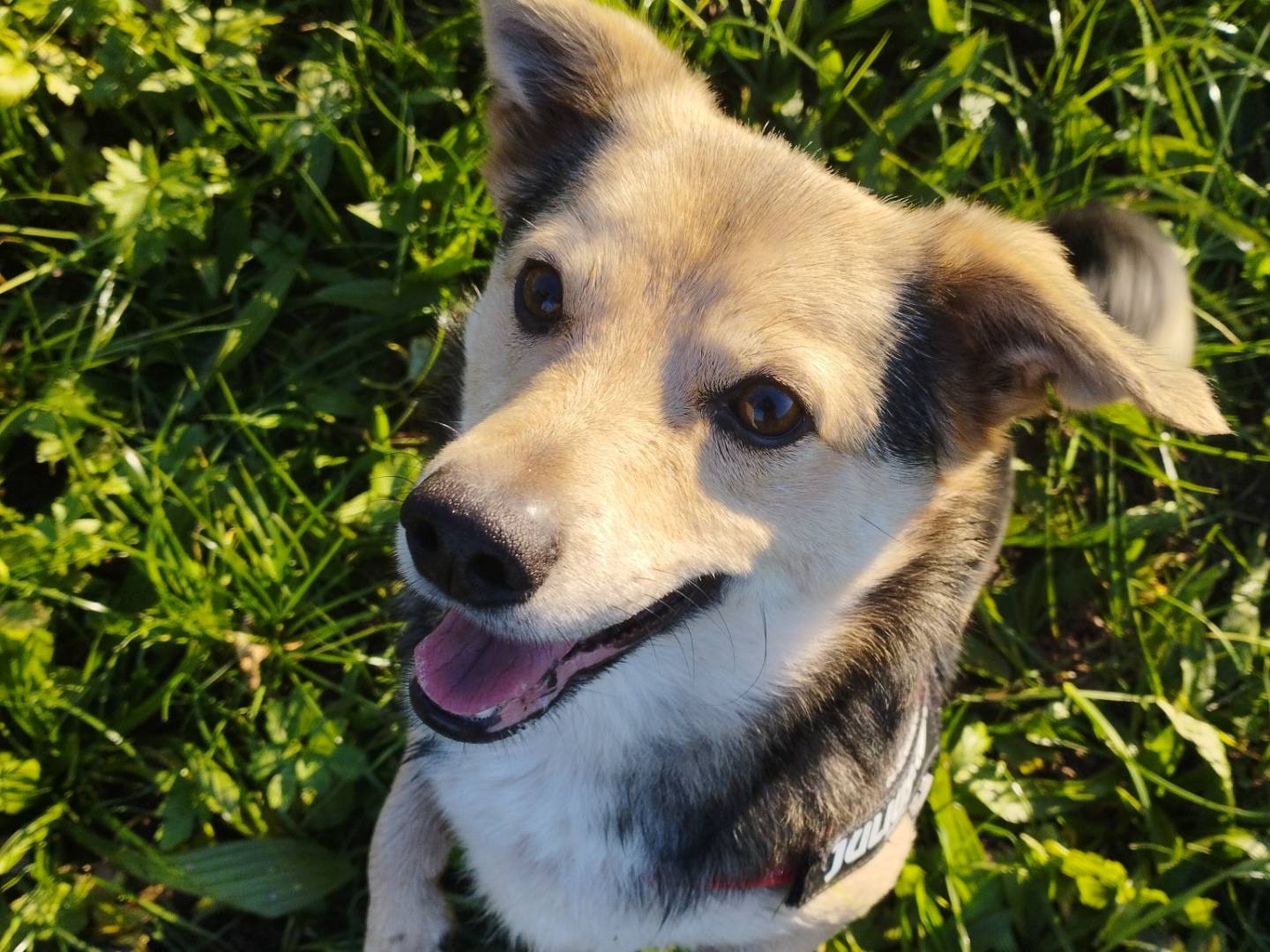 Vuoi adottare un cane a Milano?