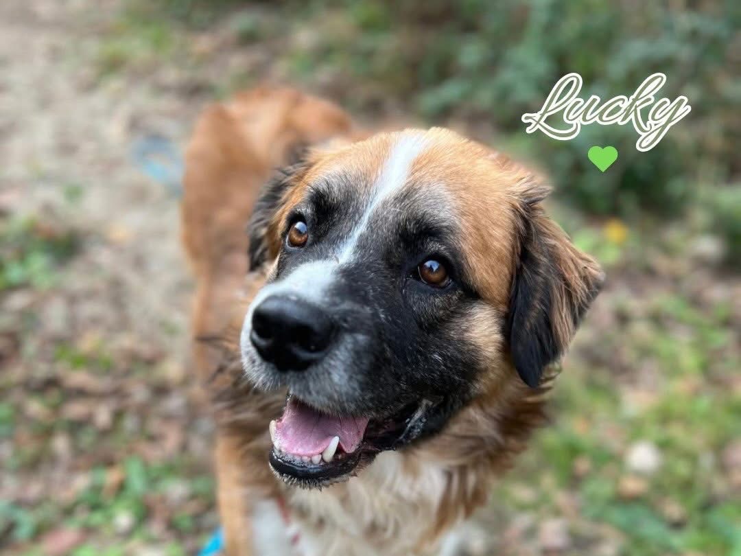 Adozione cane, maschio, Razza sconosciuta Razza sconosciuta, 2 anni e 9 mesi, taglia media, Savona