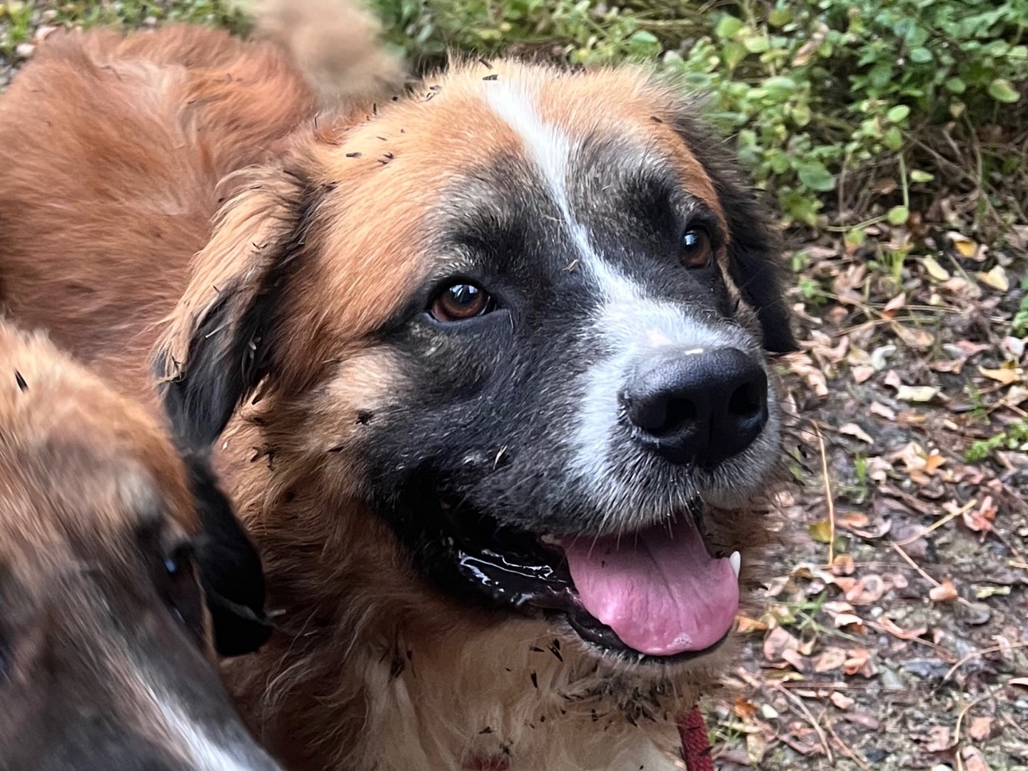 Adotta un cane, maschio, 2 anni e 9 mesi, Savona