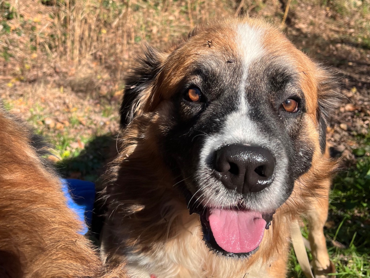 Adotta un cane, taglia media, maschio, Savona