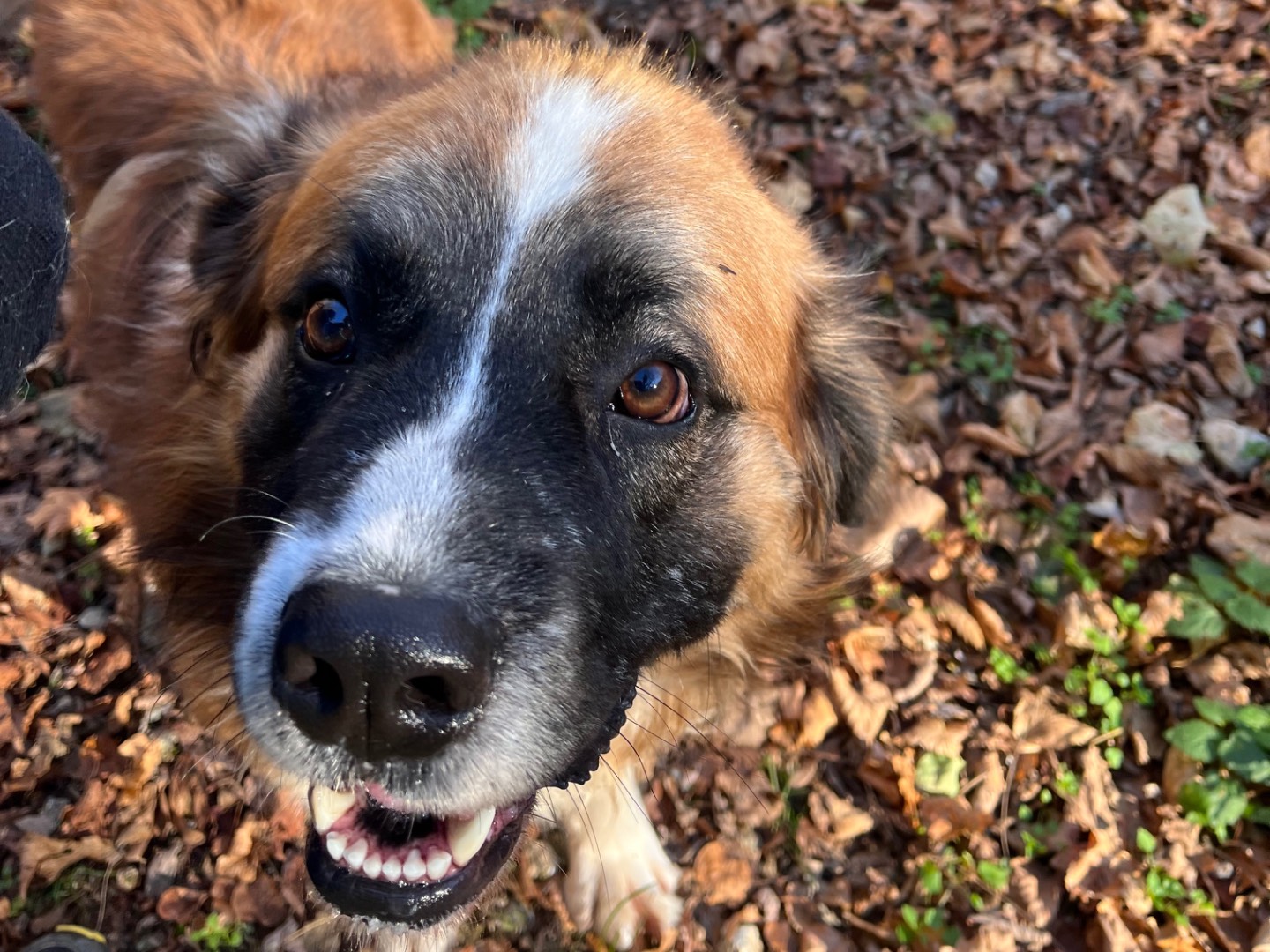 Vuoi adottare un cane a Savona?