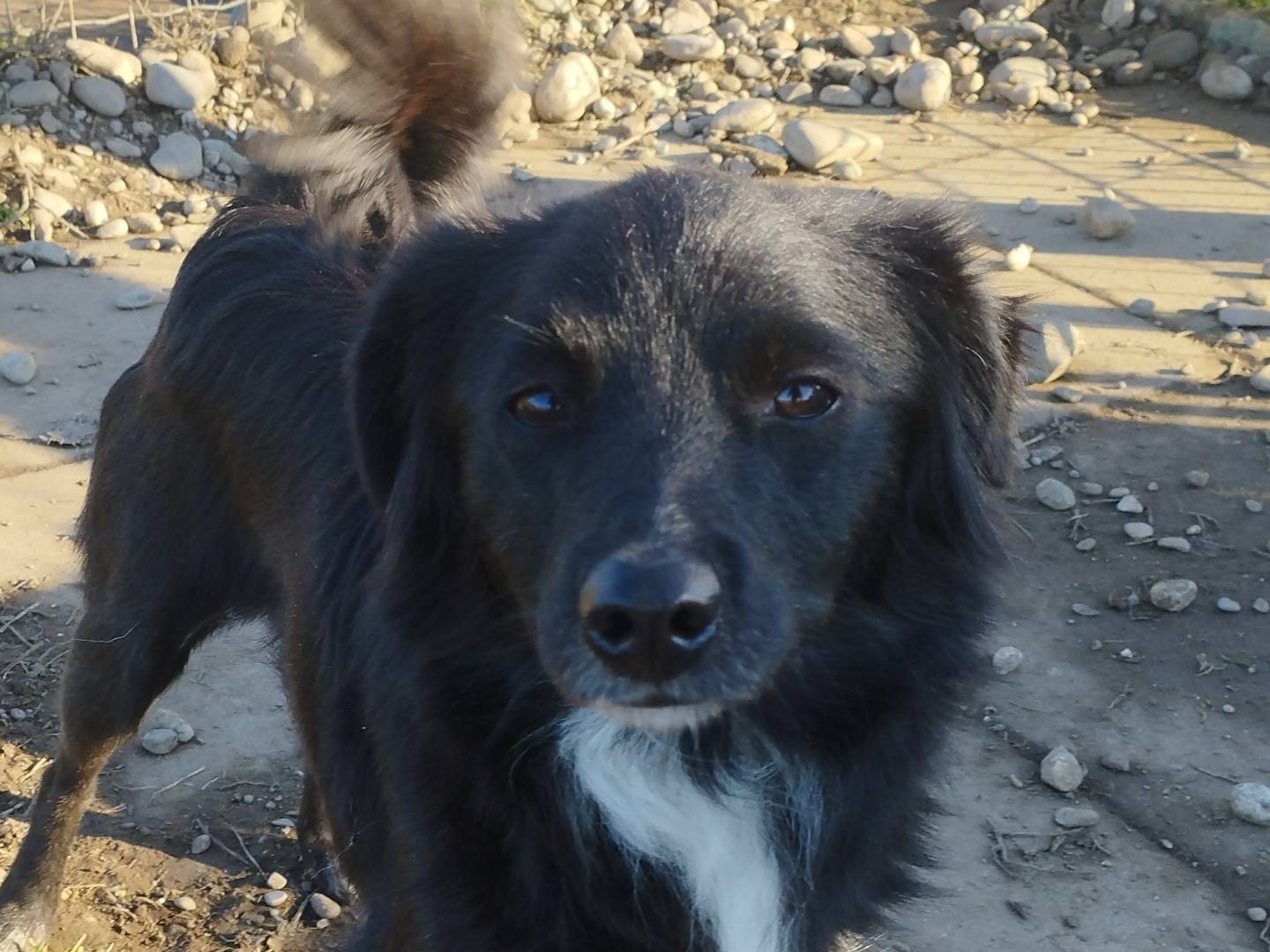 Adozione cane, femmina, Spitz Razza sconosciuta, 1 anno e 7 mesi, taglia piccola, Milano