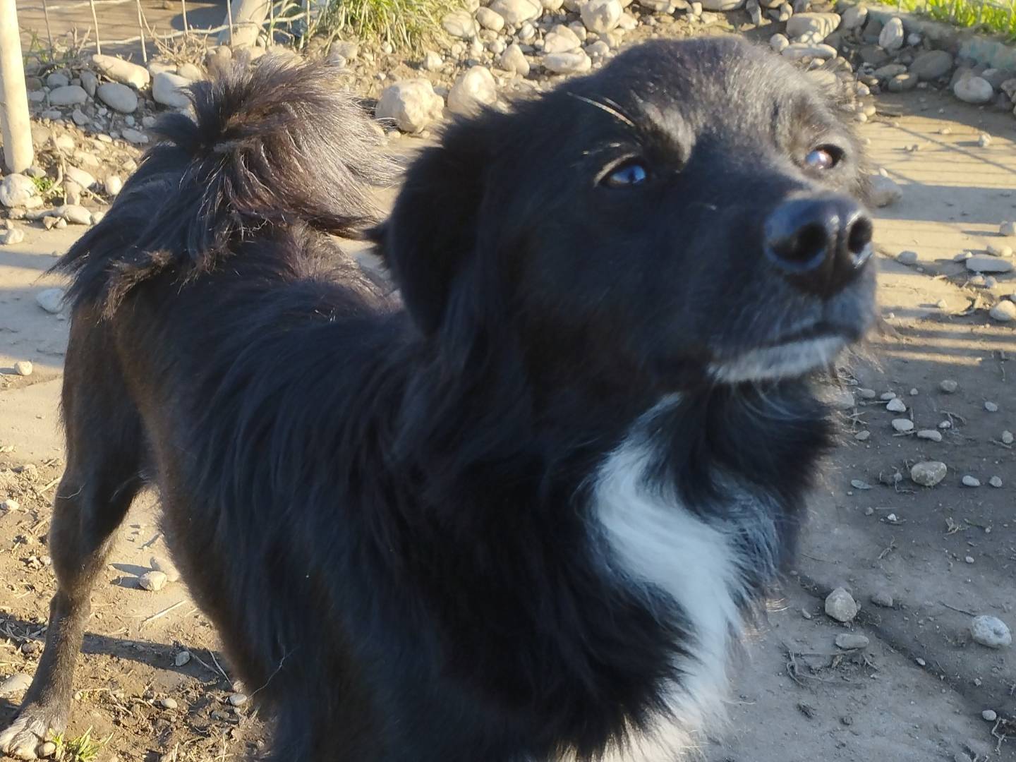 Adotta un cane, femmina, 1 anno e 7 mesi, Milano