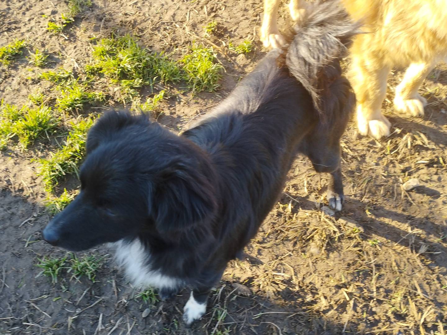 Adotta un cane, taglia piccola, femmina, Milano