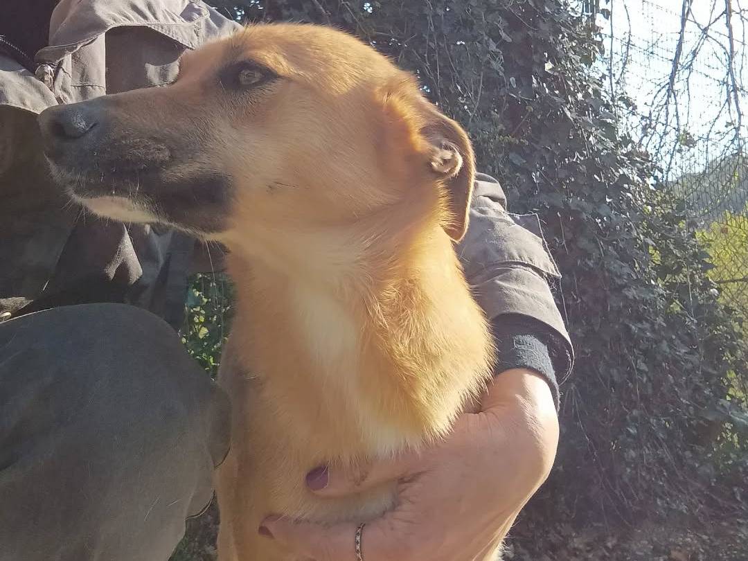 Adotta un cane, femmina, 2 anni e 1 mese, Chieti