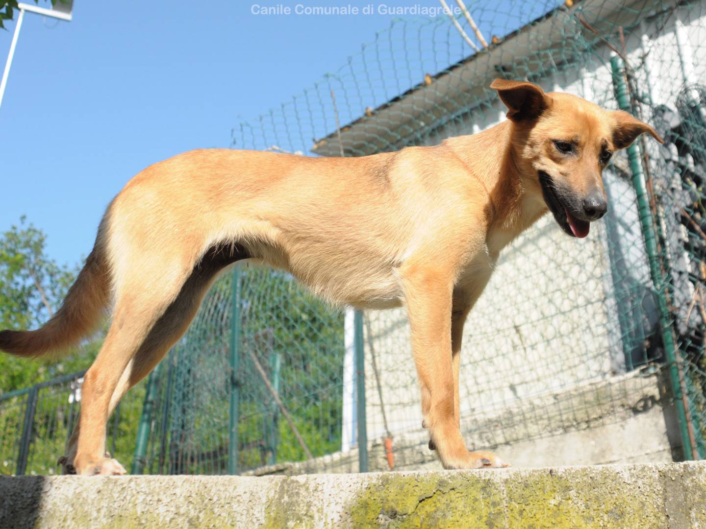 Adotta un cane, taglia piccola, femmina, Chieti