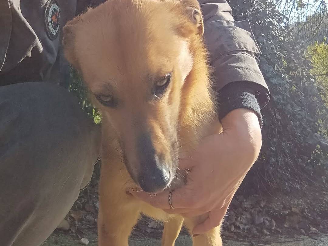 Adotta il cane PENNY a Chieti