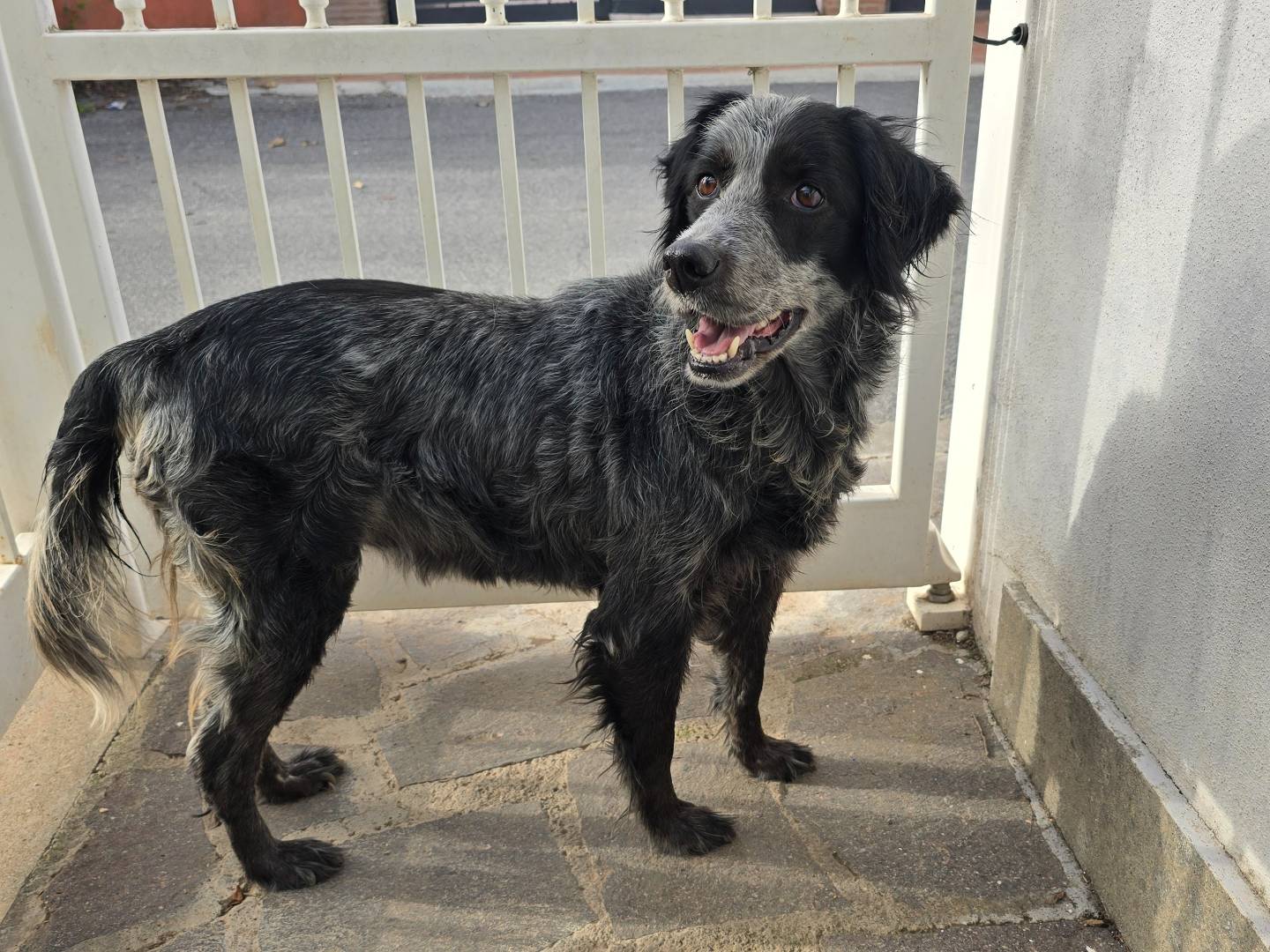 Adozione cane, femmina, Razza sconosciuta Razza sconosciuta, 9 anni e 11 mesi, taglia media contenuta, Roma