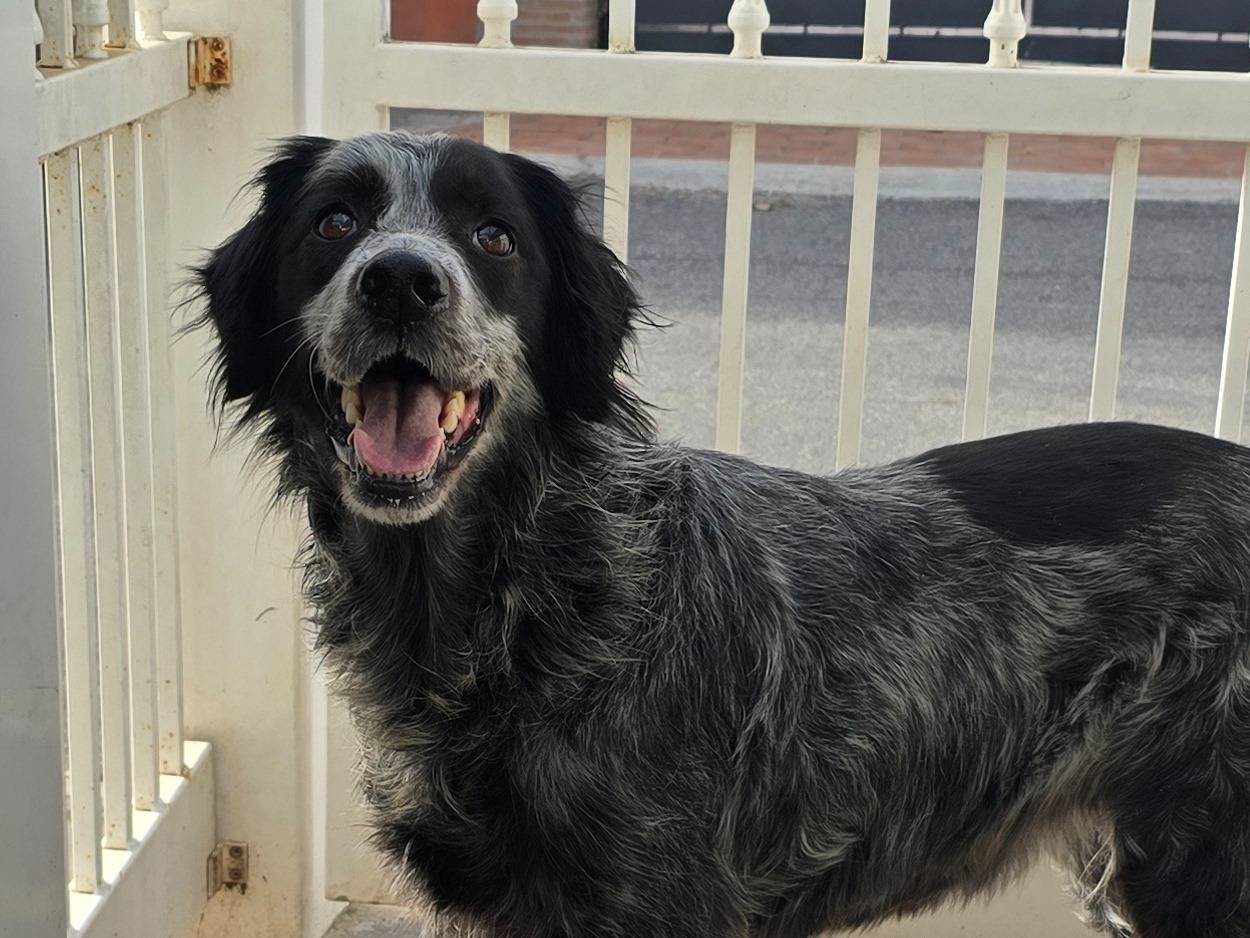 Adotta un cane, femmina, 9 anni e 11 mesi, Roma