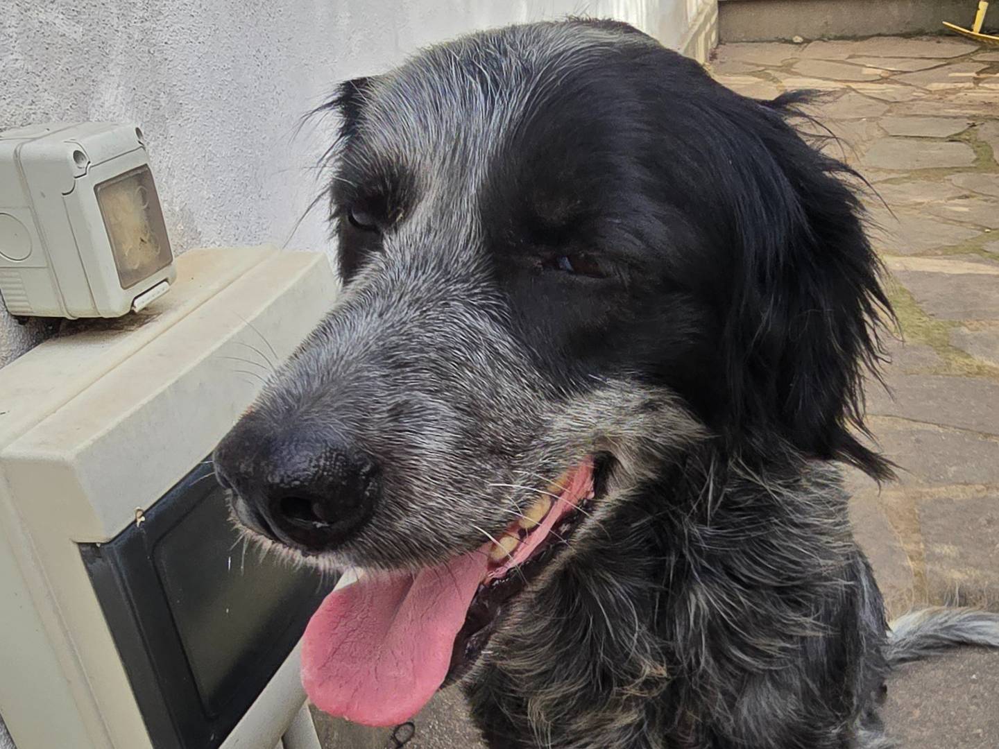 Adotta un cane, taglia media contenuta, femmina, Roma