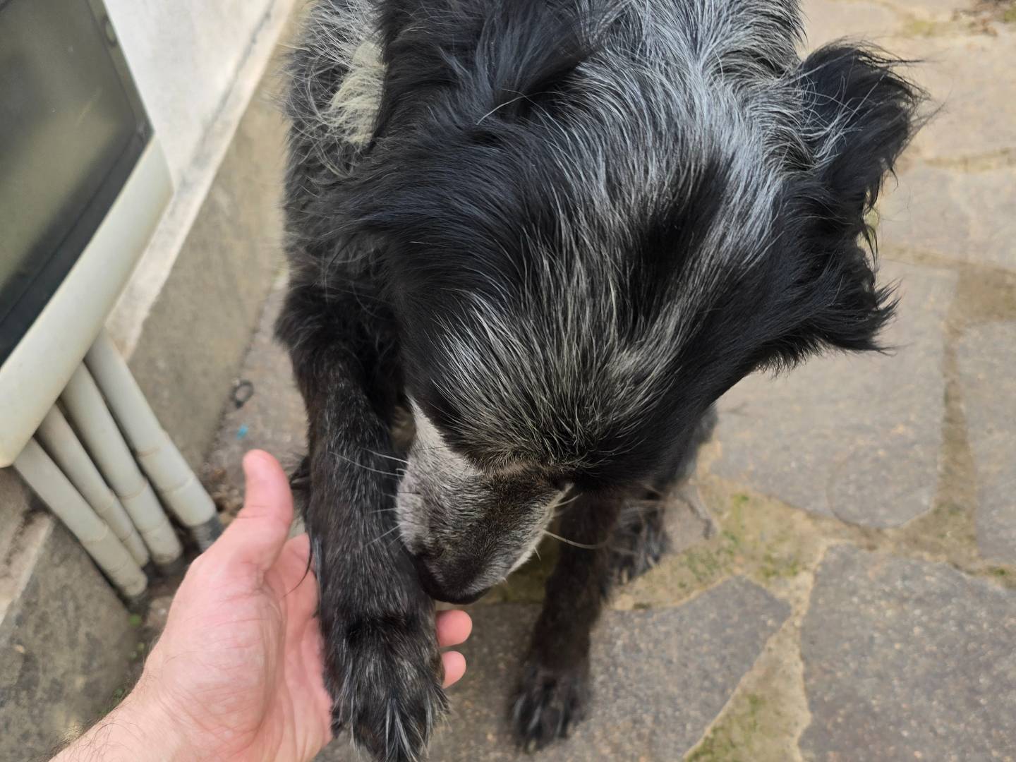 Vuoi adottare un cane a Roma?