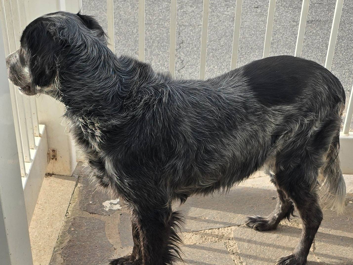 Adotta il cane Sami a Roma