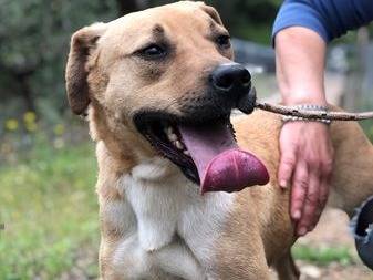 Adozione cane, maschio, Razza sconosciuta Razza sconosciuta, 7 anni e 9 mesi, taglia media, Latina