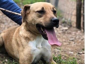 Adotta un cane, taglia media, maschio, Latina