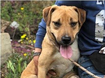 Adotta il cane Bublè a Latina