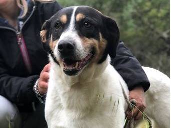 Adozione cane, maschio, Razza sconosciuta Razza sconosciuta, 6 anni e 8 mesi, taglia media, Latina