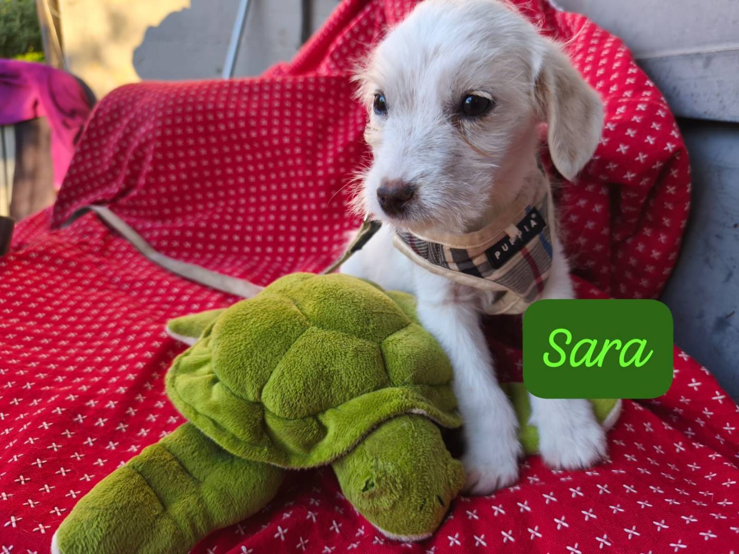 Adozione cane, femmina, Razza sconosciuta Razza sconosciuta, 2 mesi, taglia piccola, Avellino