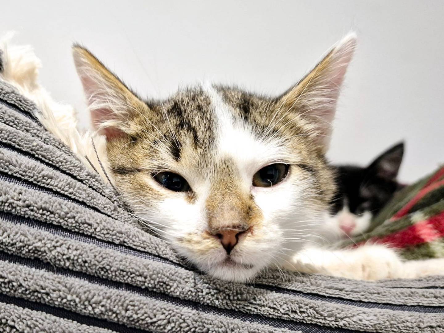 Adotta un gatto, maschio, 3 mesi, Parma