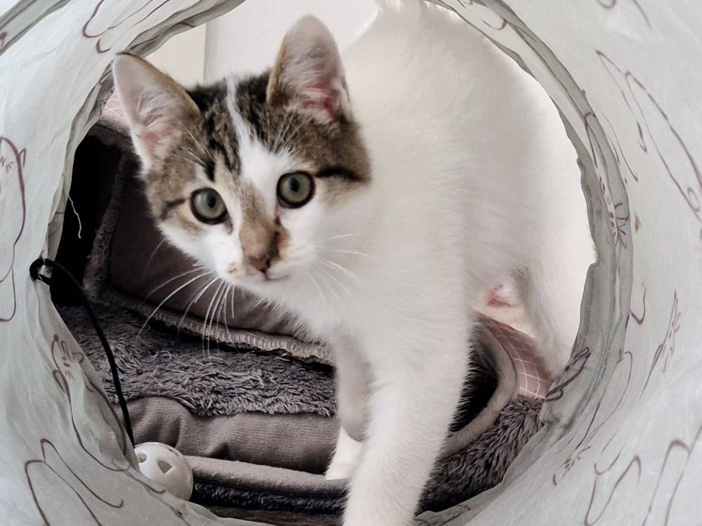 Adotta un gatto, taglia non valida, maschio, Parma