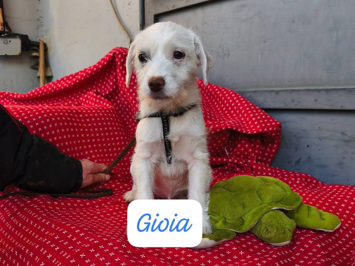 Adozione cane, femmina, Razza sconosciuta Razza sconosciuta, 2 mesi, taglia media contenuta, Avellino