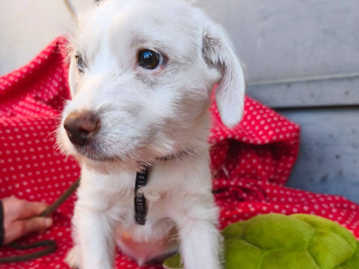 Adotta un cane, femmina, 2 mesi, Avellino