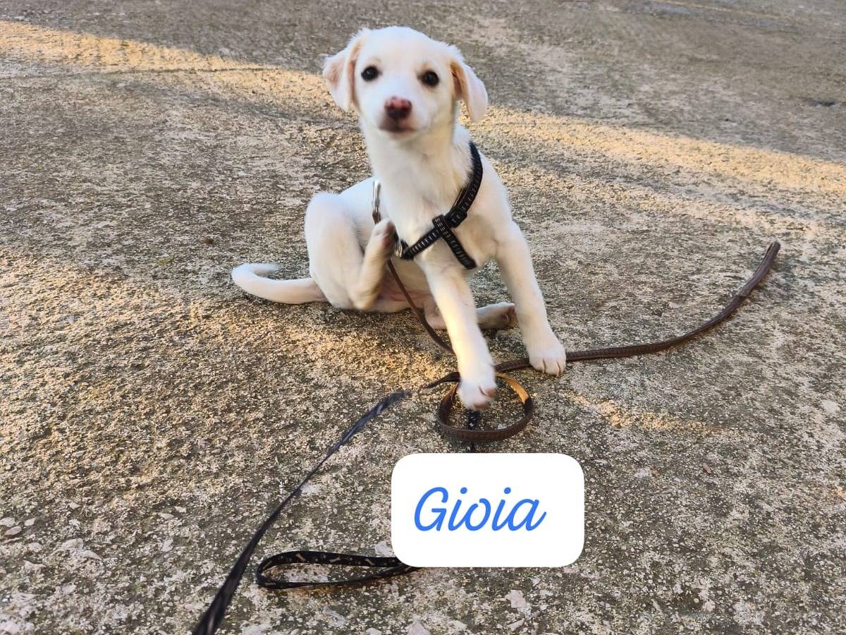 Adotta un cane, taglia media contenuta, femmina, Avellino