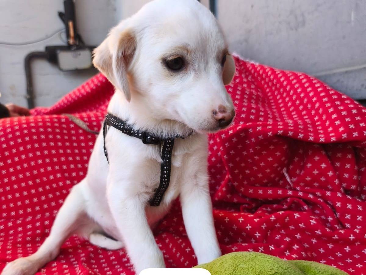 Adozione cane, femmina, Razza sconosciuta Razza sconosciuta, 2 mesi, taglia media contenuta, Avellino