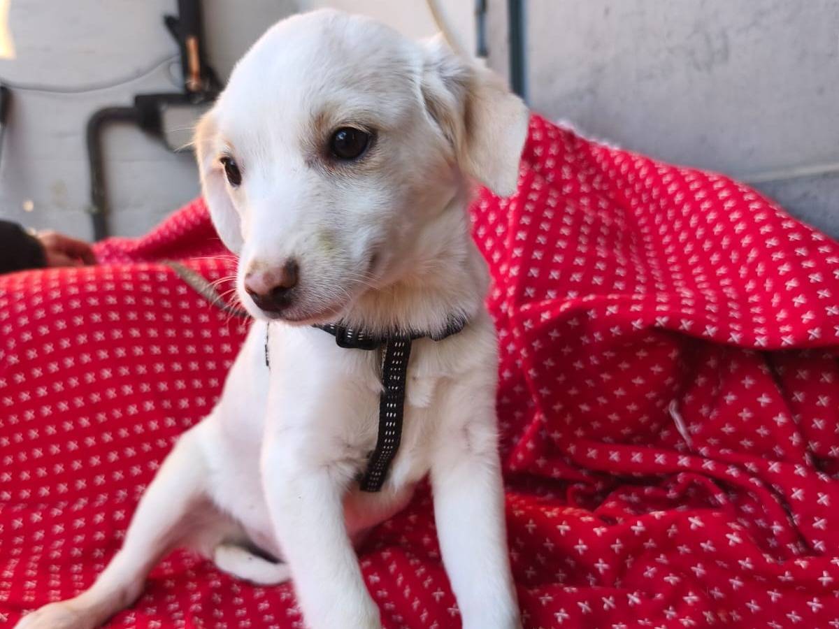Adotta un cane, femmina, 2 mesi, Avellino