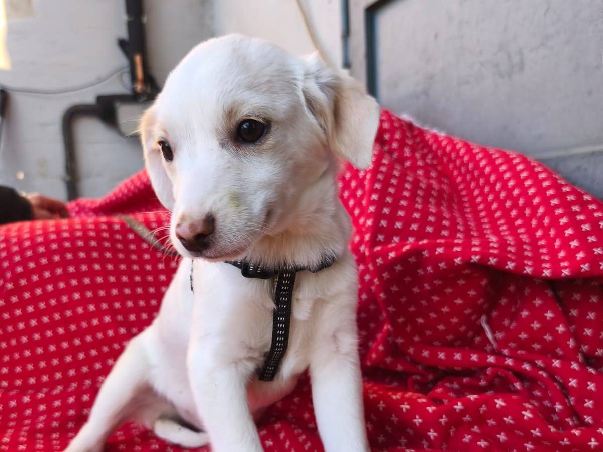 Adotta un cane, taglia media contenuta, femmina, Avellino