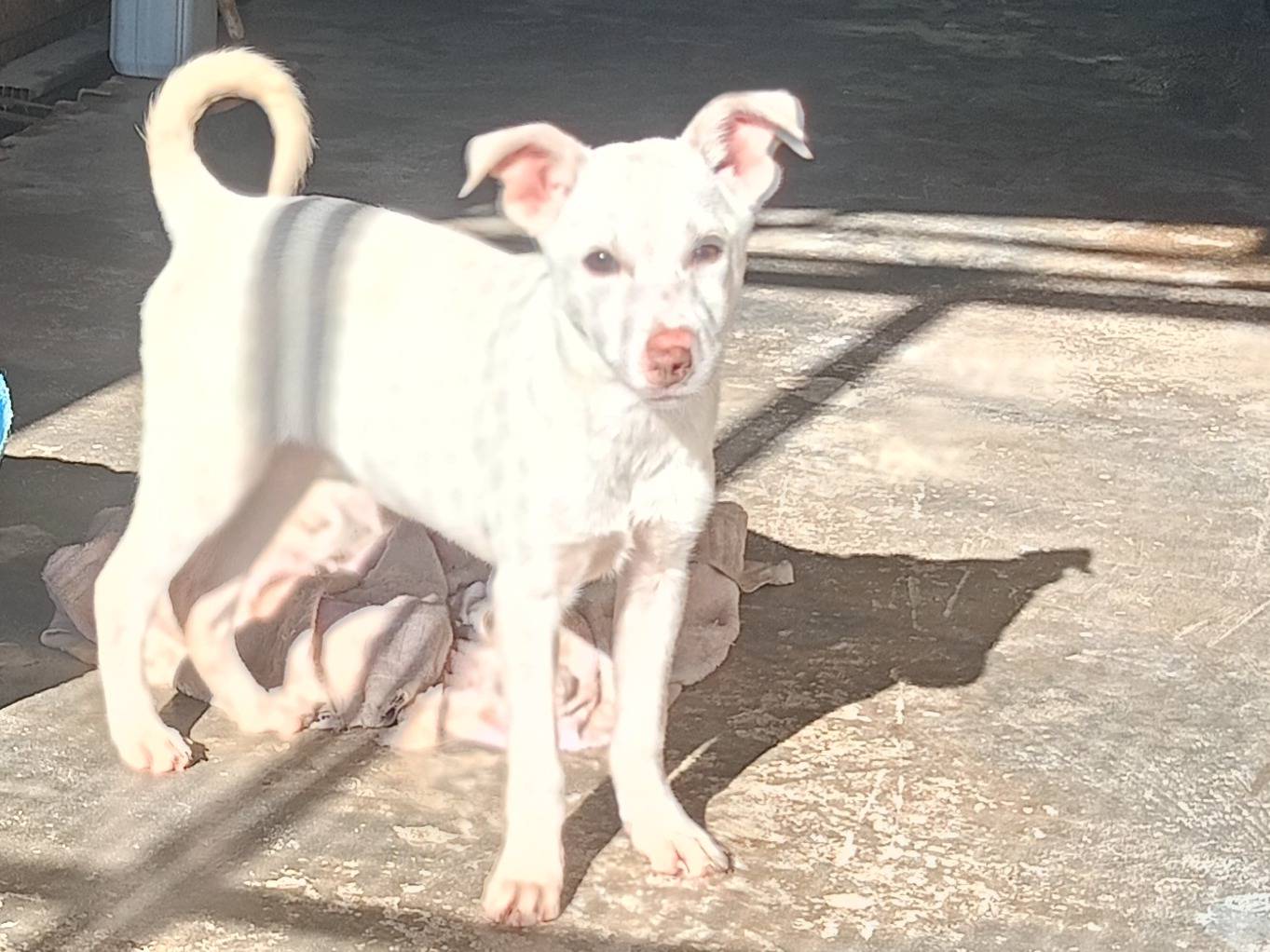 Adozione cane, maschio, Razza sconosciuta Razza sconosciuta, 3 mesi, taglia media, Ragusa