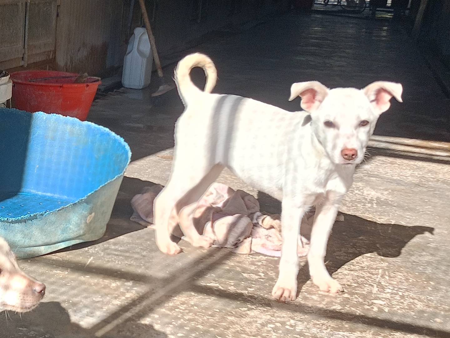 Adotta un cane, maschio, 3 mesi, Ragusa