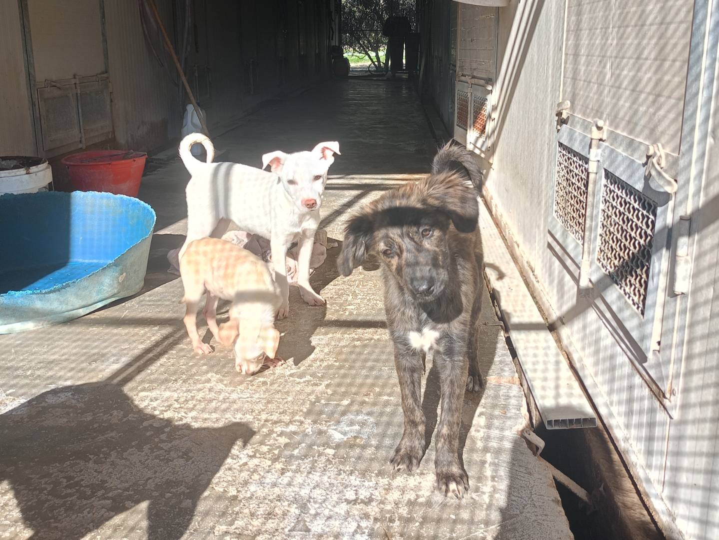 Vuoi adottare un cane a Ragusa?