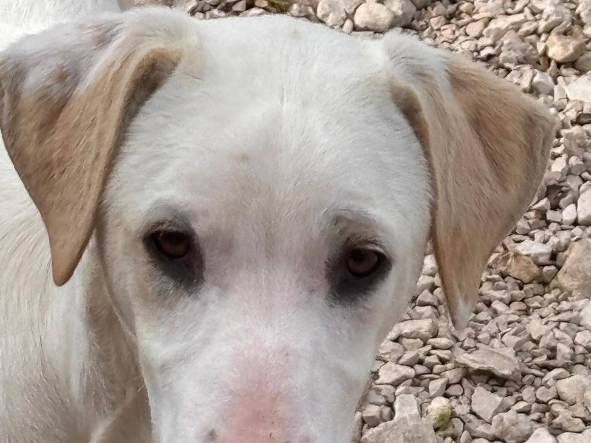 Adotta un cane, maschio, 5 mesi, Ragusa