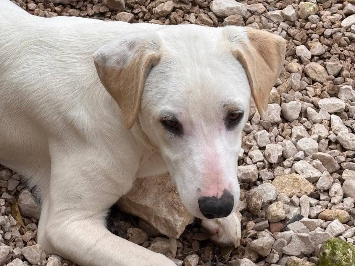 Adotta un cane, taglia media contenuta, maschio, Ragusa