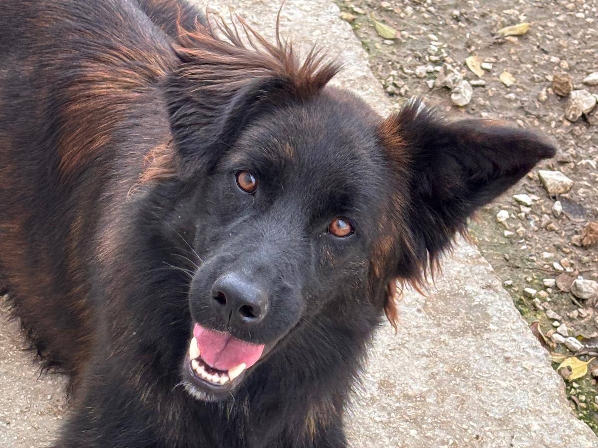 Adozione cane, femmina, Razza sconosciuta Razza sconosciuta, 2 anni e 1 mese, taglia media, Ragusa