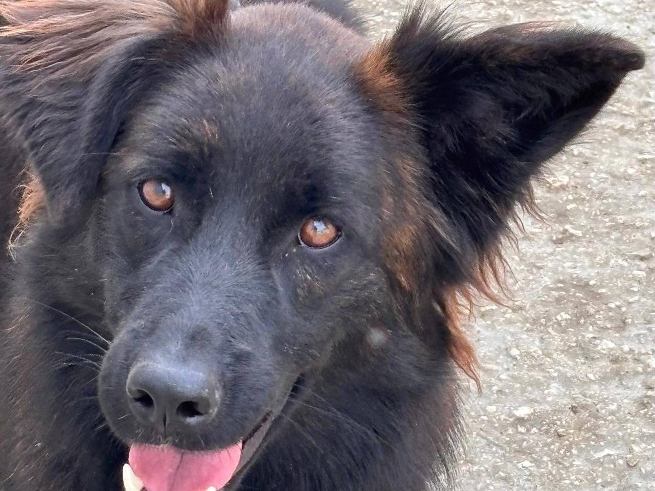 Adotta un cane, femmina, 2 anni e 1 mese, Ragusa