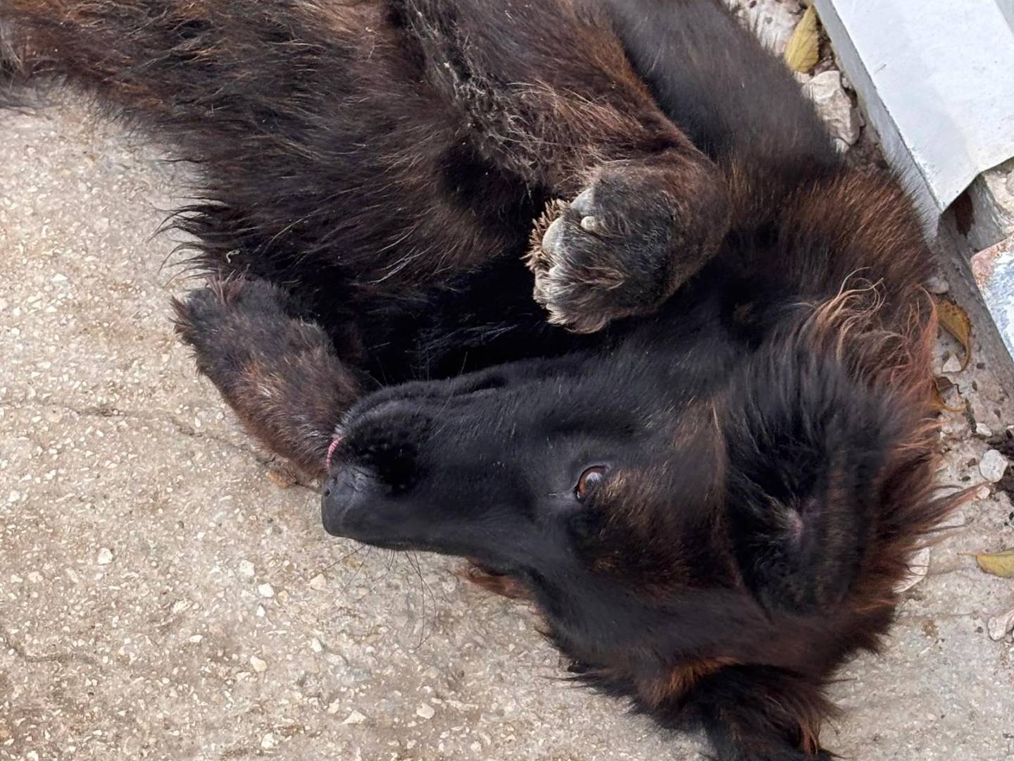 Vuoi adottare un cane a Ragusa?