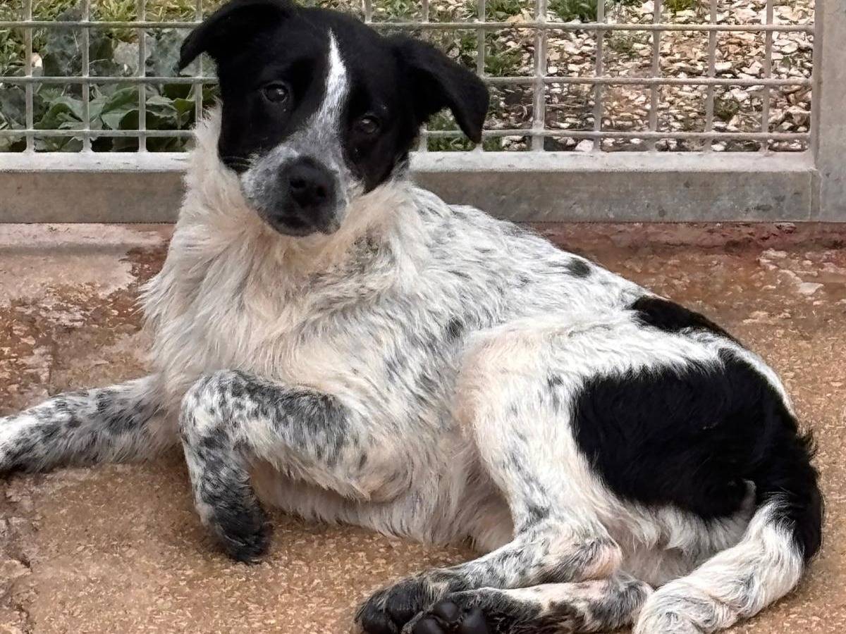 Adozione cane, femmina, Razza sconosciuta Razza sconosciuta, 4 mesi, taglia media, Ragusa