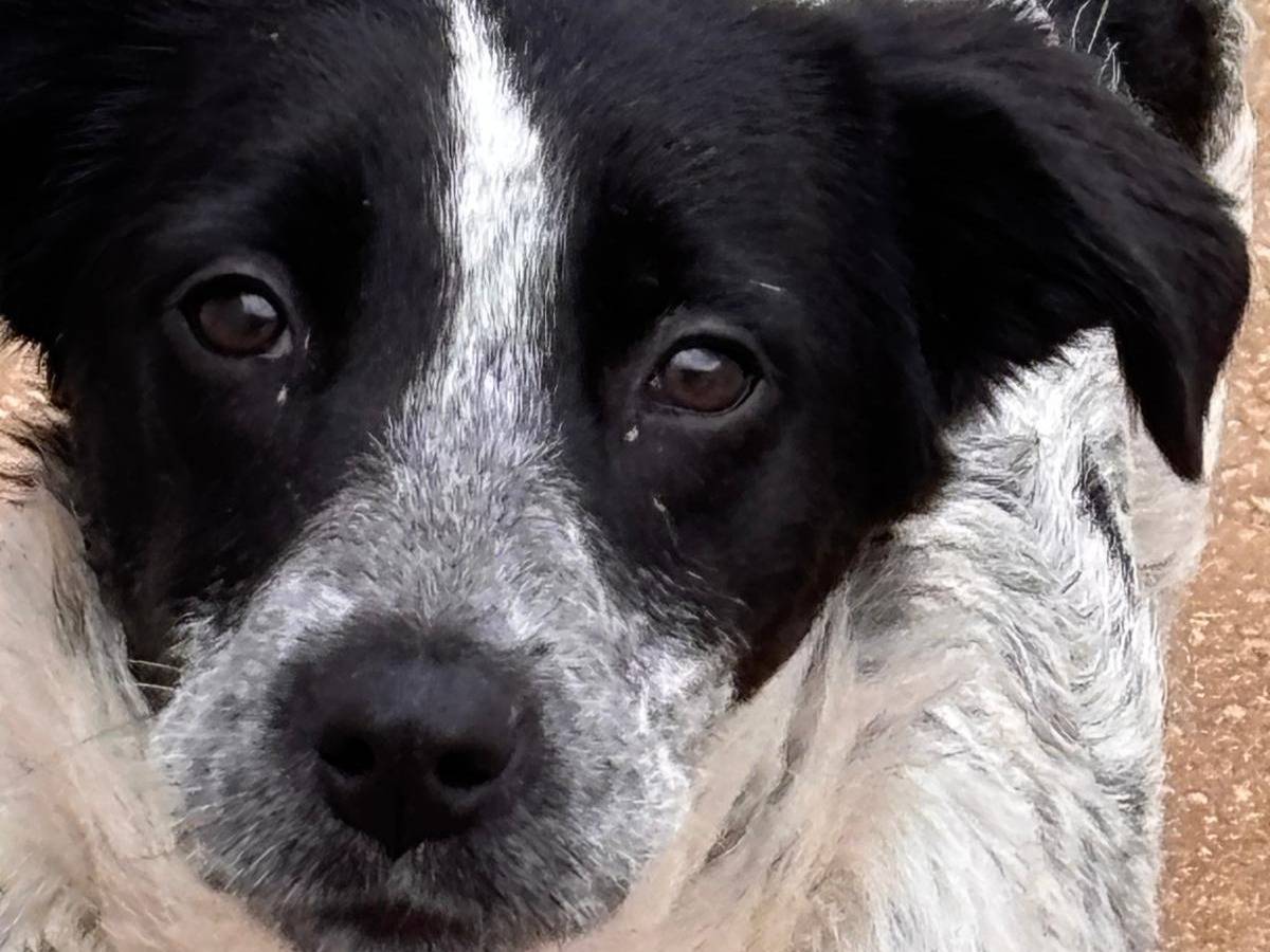Adotta un cane, femmina, 4 mesi, Ragusa