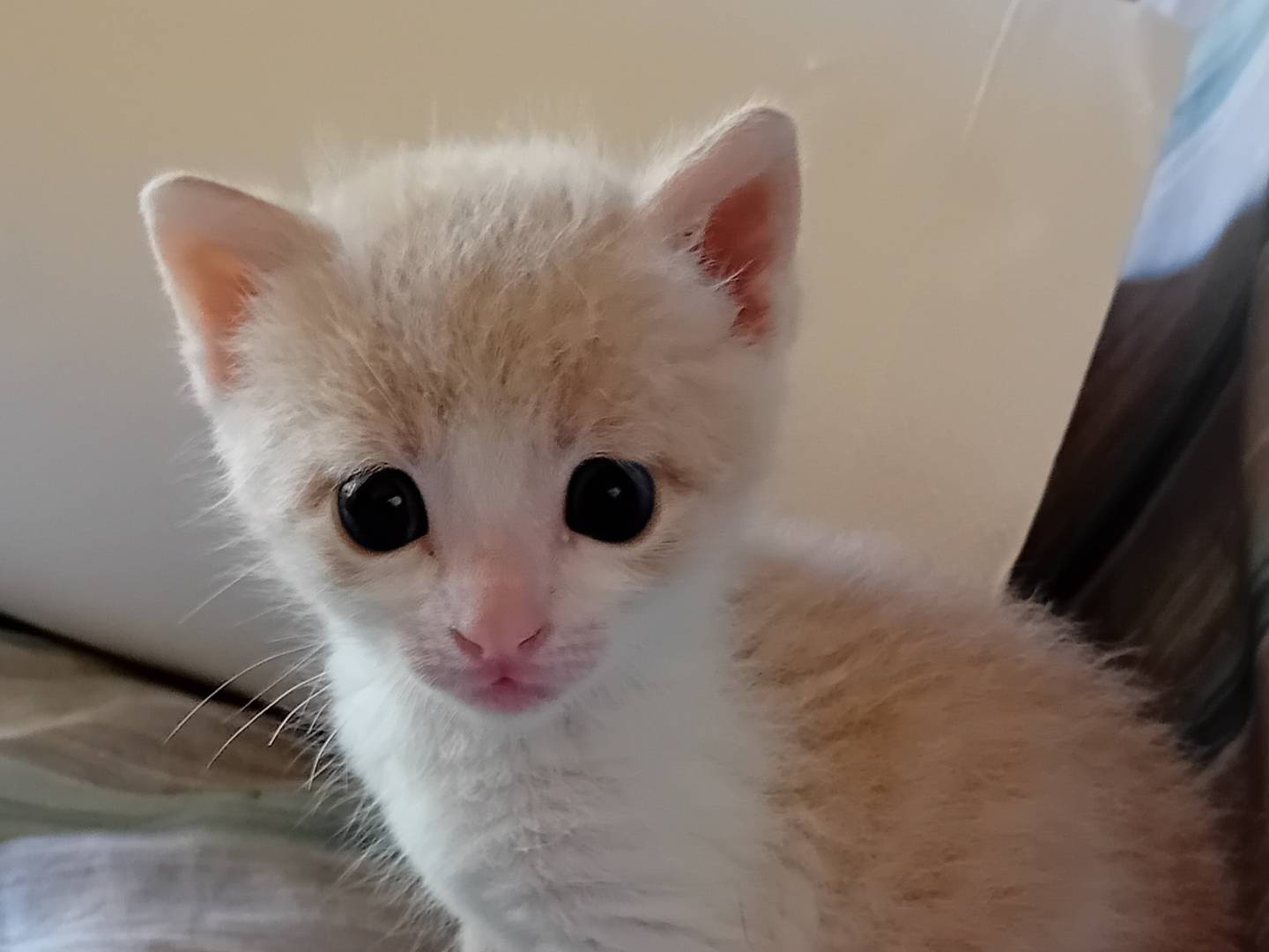 Adozione gatto, maschio, Razza sconosciuta Razza sconosciuta, 2 mesi, taglia non valida, Parma