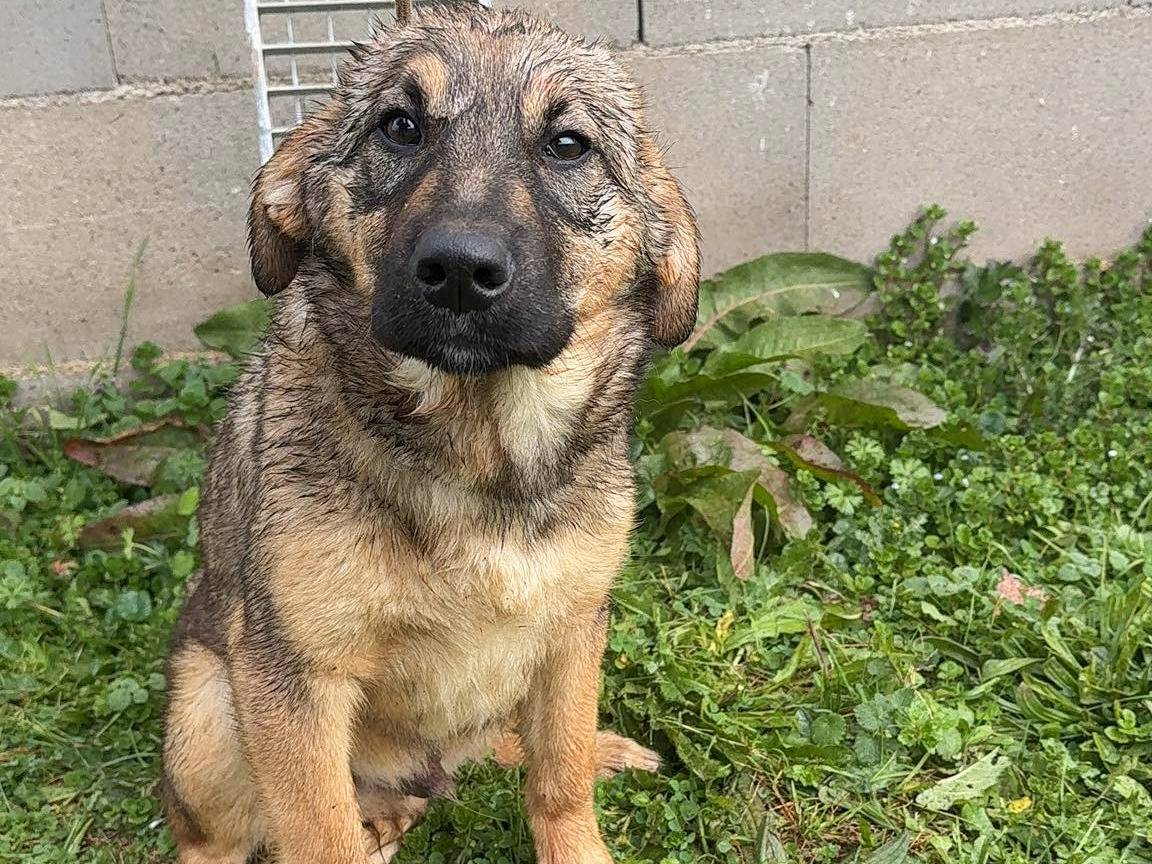 Adozione cane, maschio, Razza sconosciuta Razza sconosciuta, 4 mesi, taglia media, Frosinone