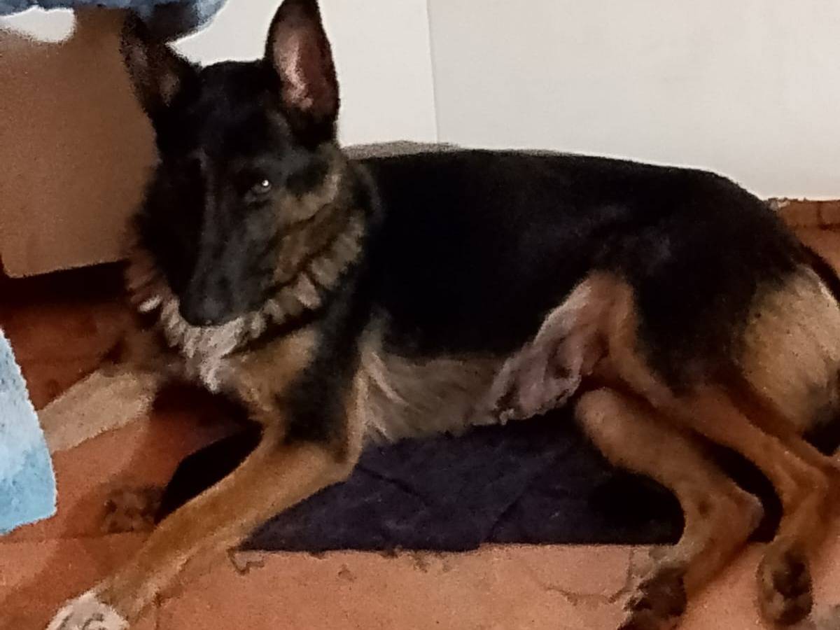 Adozione cane, femmina, Razza sconosciuta Razza sconosciuta, 1 anno, taglia media, Cosenza