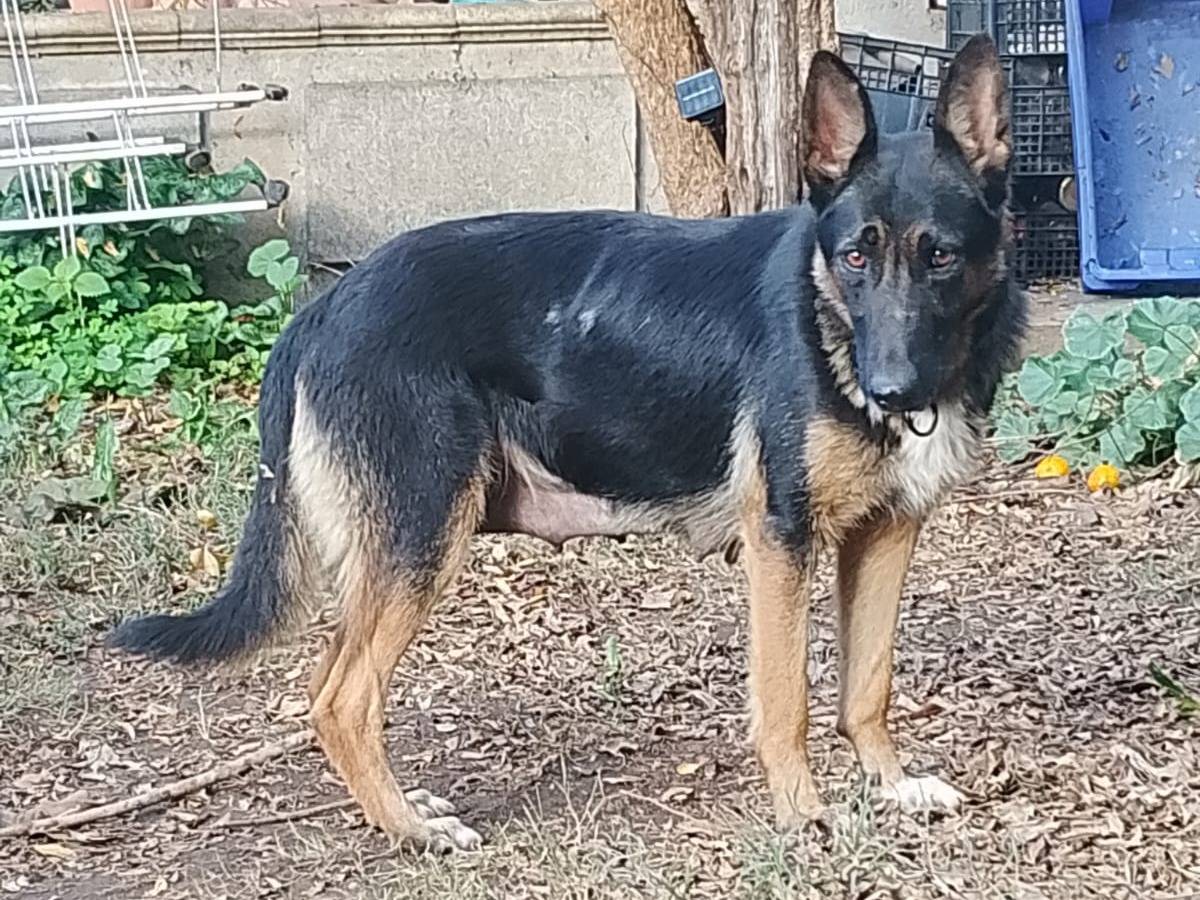 Adotta un cane, femmina, 1 anno, Cosenza