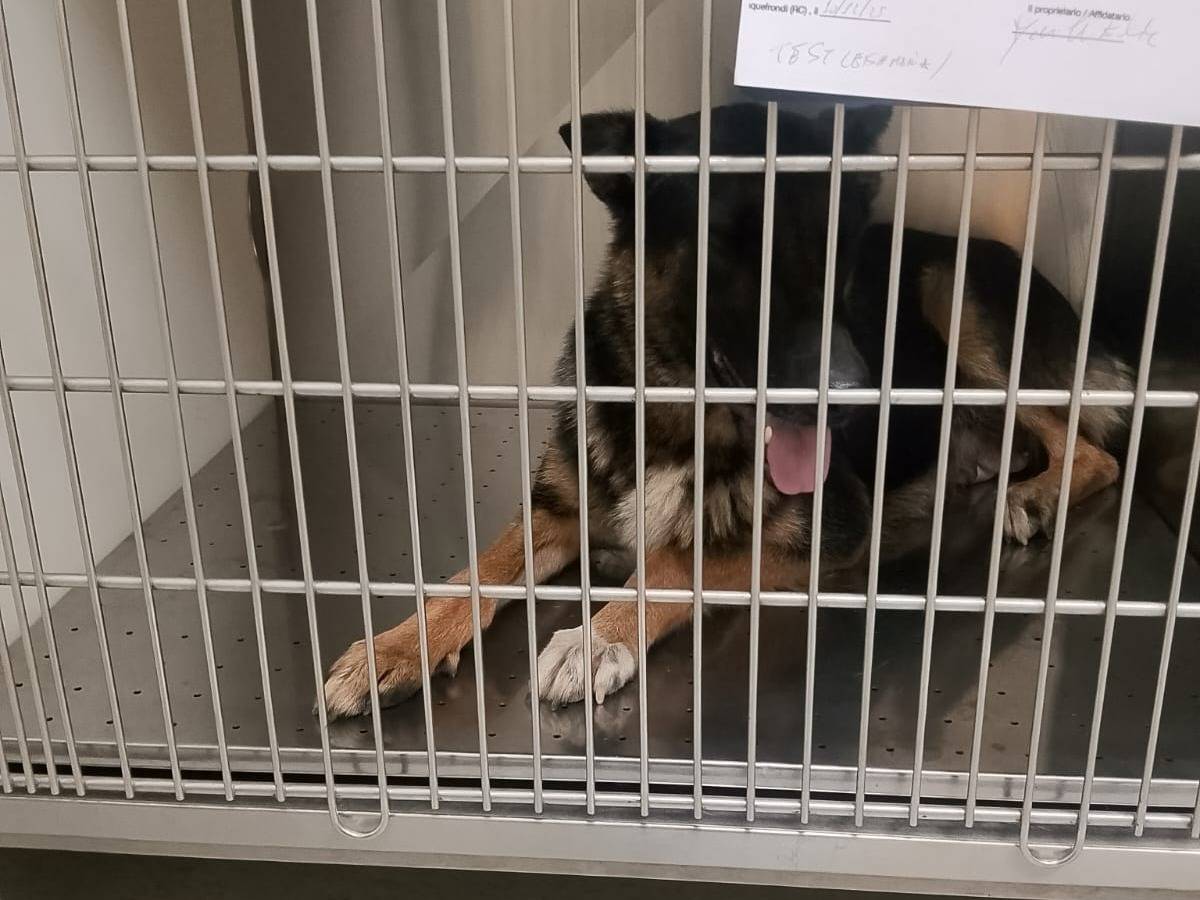 Vuoi adottare un cane a Cosenza?