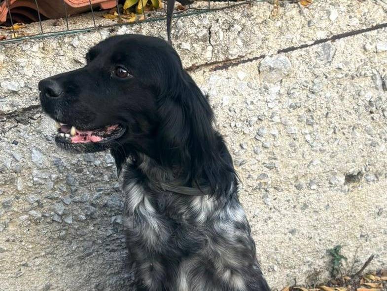 Adozione cane, femmina, Setter Inglese Cocker Spaniel, 9 anni, taglia media contenuta, Torino